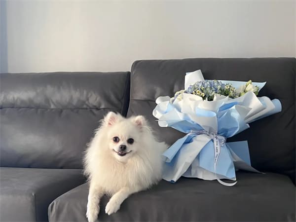 How to take care of a sick Pomeranian