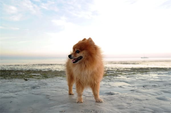 What to do if your Pomeranian is sick